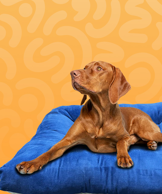 lovense - couple video calling smartphone intimate