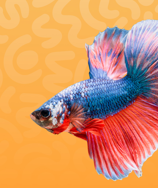 taketoys hk - discreet packaging adult toys