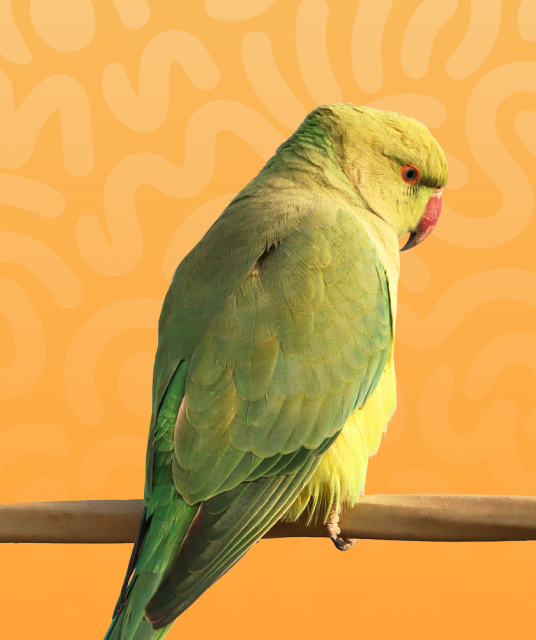 口交 套 - oral dam FAQ