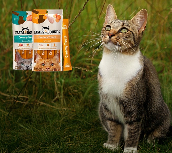 Hong Kong apartment discreet storage masturbator