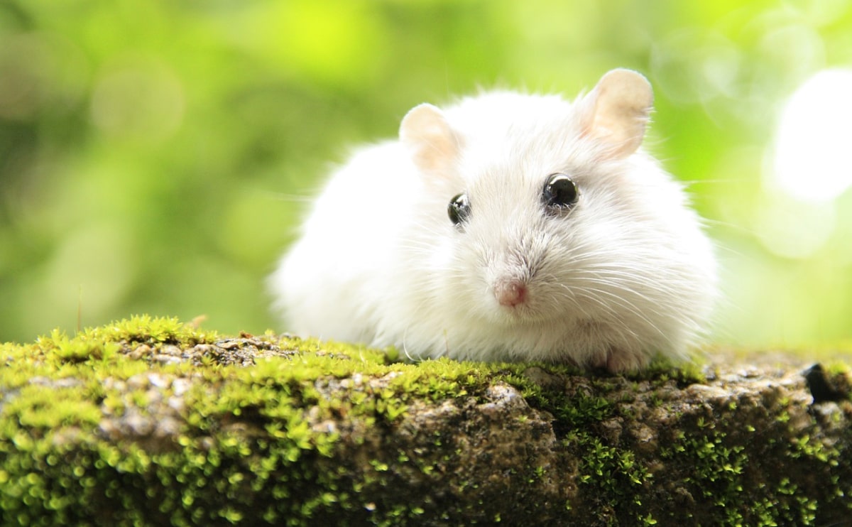 口交 套 - 專業指南和評測