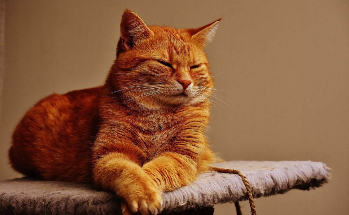 take toys tst - adult novelty dice set Hong Kong