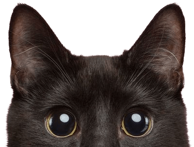 口交 套 - user testing oral condom Hong Kong