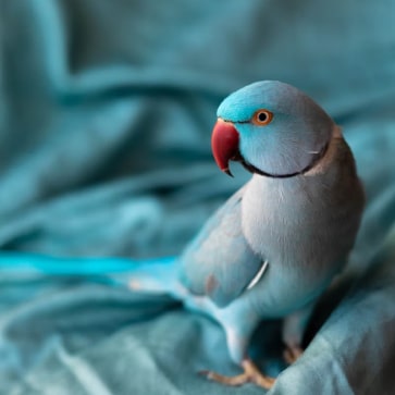 lovense - Professional Guide and Review